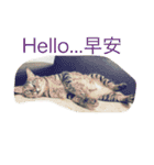 Cat and Dog for love（個別スタンプ：3）