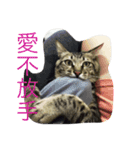 Cat and Dog for love（個別スタンプ：6）