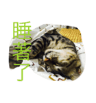 Cat and Dog for love（個別スタンプ：7）