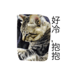 Cat and Dog for love（個別スタンプ：10）