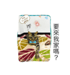 Cat and Dog for love（個別スタンプ：11）