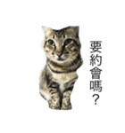 Cat and Dog for love（個別スタンプ：13）