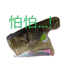Cat and Dog for love（個別スタンプ：15）