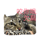 Cat and Dog for love（個別スタンプ：16）