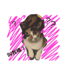 the three colors cats and little cats（個別スタンプ：2）