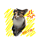 the three colors cats and little cats（個別スタンプ：3）