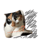 the three colors cats and little cats（個別スタンプ：4）