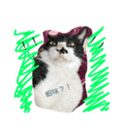 the three colors cats and little cats（個別スタンプ：6）