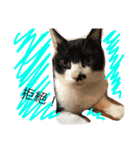 the three colors cats and little cats（個別スタンプ：7）