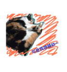the three colors cats and little cats（個別スタンプ：8）