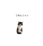 うちの子ご（個別スタンプ：3）