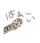 うちの子ご（個別スタンプ：21）