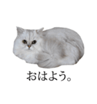 貫録！白猫ペルシャのイチゴさん～挨拶～（個別スタンプ：1）