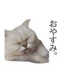 貫録！白猫ペルシャのイチゴさん～挨拶～（個別スタンプ：2）
