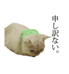 貫録！白猫ペルシャのイチゴさん～挨拶～（個別スタンプ：4）