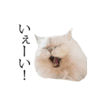 貫録！白猫ペルシャのイチゴさん～挨拶～（個別スタンプ：5）
