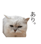 貫録！白猫ペルシャのイチゴさん～挨拶～（個別スタンプ：6）