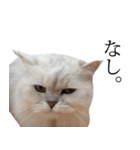 貫録！白猫ペルシャのイチゴさん～挨拶～（個別スタンプ：7）