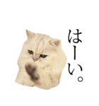 貫録！白猫ペルシャのイチゴさん～挨拶～（個別スタンプ：8）