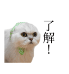 貫録！白猫ペルシャのイチゴさん～挨拶～（個別スタンプ：9）