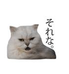 貫録！白猫ペルシャのイチゴさん～挨拶～（個別スタンプ：10）