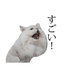 貫録！白猫ペルシャのイチゴさん～挨拶～（個別スタンプ：11）