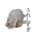貫録！白猫ペルシャのイチゴさん～挨拶～（個別スタンプ：12）