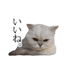 貫録！白猫ペルシャのイチゴさん～挨拶～（個別スタンプ：13）
