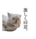 貫録！白猫ペルシャのイチゴさん～挨拶～（個別スタンプ：14）
