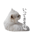 貫録！白猫ペルシャのイチゴさん～挨拶～（個別スタンプ：15）