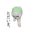 貫録！白猫ペルシャのイチゴさん～挨拶～（個別スタンプ：16）