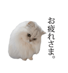 貫録！白猫ペルシャのイチゴさん～挨拶～（個別スタンプ：17）