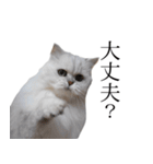 貫録！白猫ペルシャのイチゴさん～挨拶～（個別スタンプ：18）