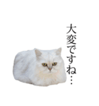 貫録！白猫ペルシャのイチゴさん～挨拶～（個別スタンプ：19）