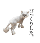 貫録！白猫ペルシャのイチゴさん～挨拶～（個別スタンプ：20）