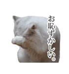 貫録！白猫ペルシャのイチゴさん～挨拶～（個別スタンプ：21）