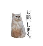 貫録！白猫ペルシャのイチゴさん～挨拶～（個別スタンプ：22）