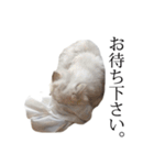 貫録！白猫ペルシャのイチゴさん～挨拶～（個別スタンプ：23）