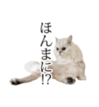 貫録！白猫ペルシャのイチゴさん～挨拶～（個別スタンプ：25）
