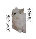 貫録！白猫ペルシャのイチゴさん～挨拶～（個別スタンプ：27）
