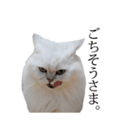 貫録！白猫ペルシャのイチゴさん～挨拶～（個別スタンプ：30）