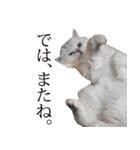 貫録！白猫ペルシャのイチゴさん～挨拶～（個別スタンプ：31）