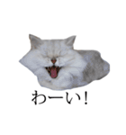 貫録！白猫ペルシャのイチゴさん～挨拶～（個別スタンプ：32）