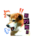 cuty doggy comming（個別スタンプ：1）