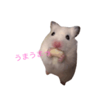 ハムハム兄弟 スタンプ（個別スタンプ：5）