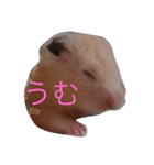 ハムハム兄弟 スタンプ（個別スタンプ：7）