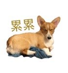 Abu Dabi（個別スタンプ：7）