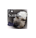 Marky the Doggy（個別スタンプ：7）