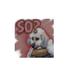 Marky the Doggy（個別スタンプ：12）