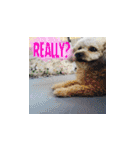 Marky the Doggy（個別スタンプ：13）